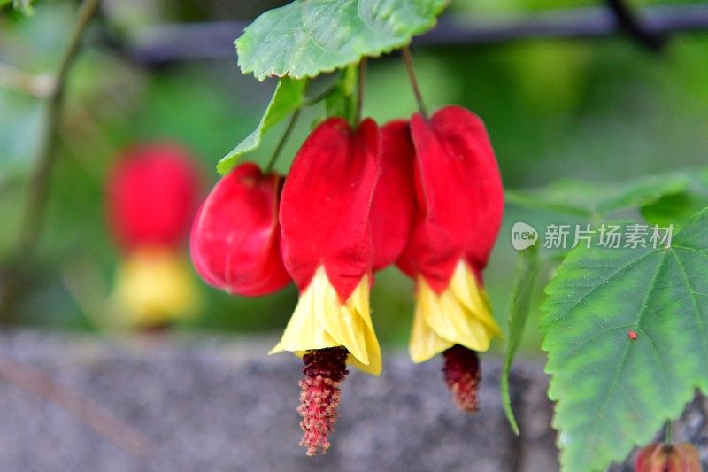 蒂罗尔灯/abutilon megapotamicum